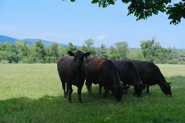 Beef cattle grazing — H&M Custom Meat processes cattle of all sizes