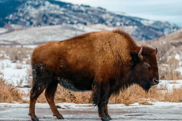 American bison — farm-raised bison processing in Eastern Washington