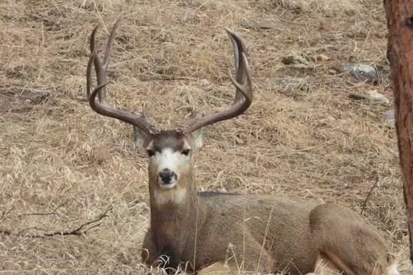 Mule deer buck — wild game processing for Eastern Washington hunters