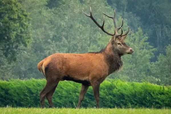 Bull elk — elk processing for hunters and farm-raised herds