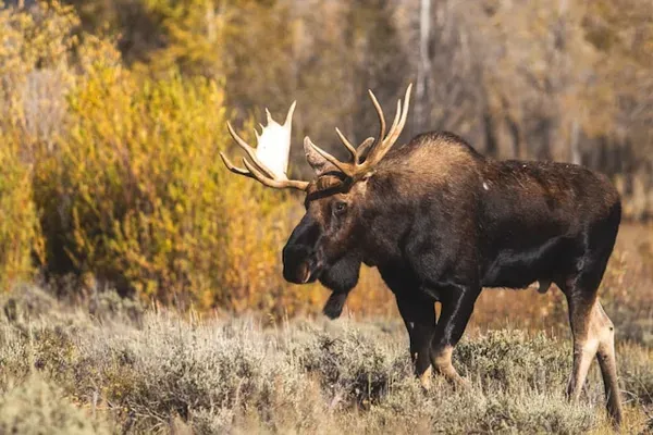 Bull moose in autumn — moose processing for Eastern Washington hunters
