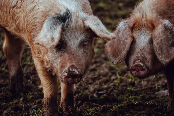 Farm-raised hogs — custom hog processing in Creston, WA