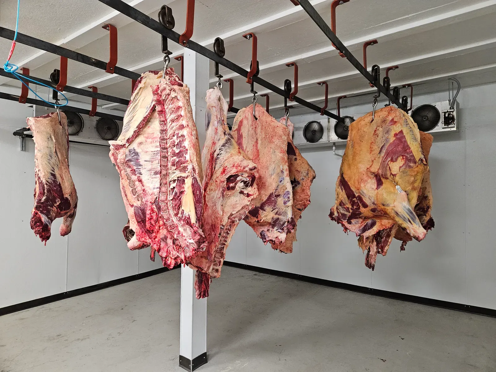 Beef and buffalo carcasses hanging in cold storage at H&M Custom Meat