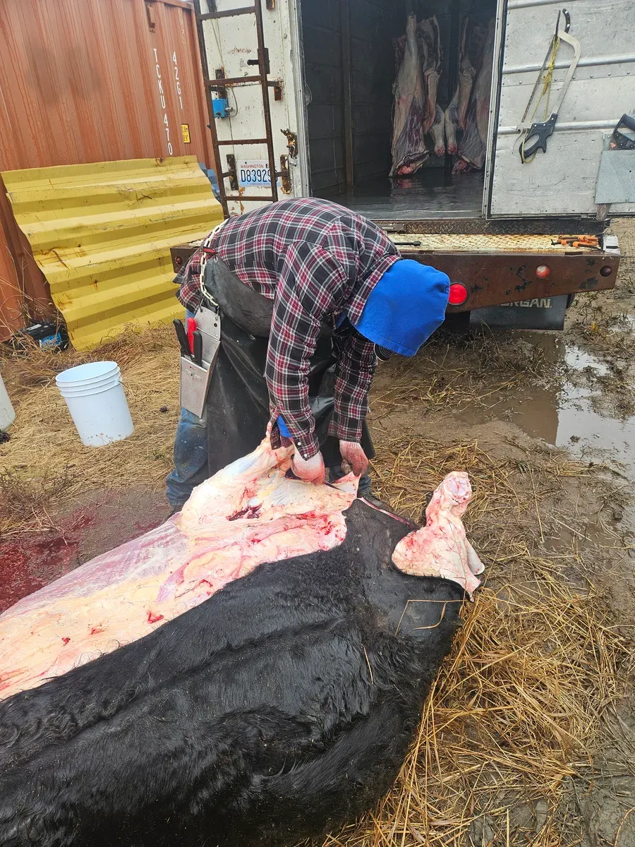 Howard Larson performing a professional on-farm slaughter for a local rancher in Creston, WA