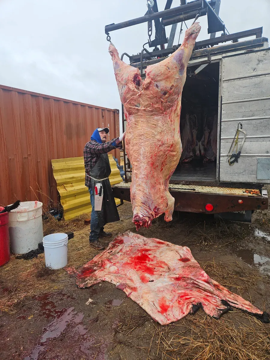 On-farm animal slaughter and skinning by H&M Custom Meat near Creston, Washington