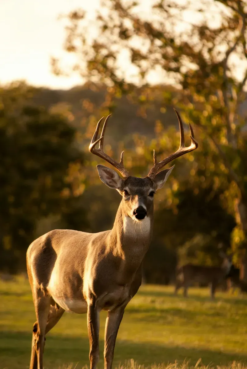 Wild deer in Eastern Washington